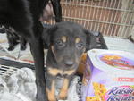 Tiara is female, 2 mth old, mix breed. Sweet and cute, she is all ready for you.