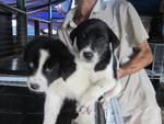 Sofia and Sandy are alert and intelligent, they are also sweet and cute.