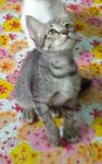 Kasturi - Domestic Short Hair Cat