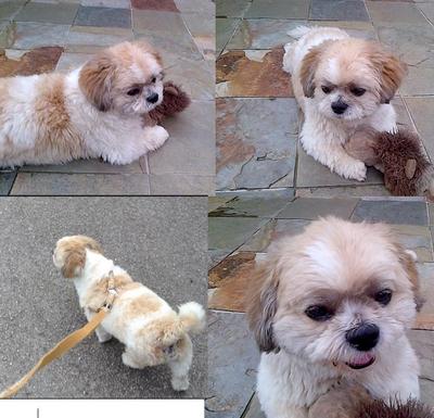 Ronaldo - Shih Tzu Dog