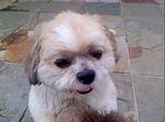 Ronaldo - Shih Tzu Dog