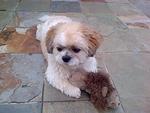 Ronaldo - Shih Tzu Dog