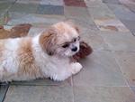 Ronaldo - Shih Tzu Dog