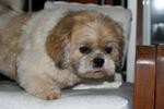 Ronaldo - Shih Tzu Dog