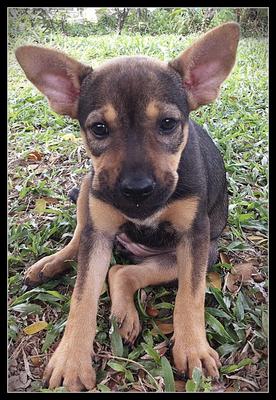 Curly - Mixed Breed Dog