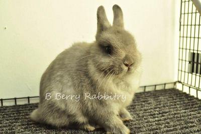 Netherland Dwarf - Blue 142 - Netherland Dwarf Rabbit