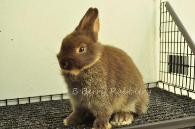 Netherland Dwarf - Choc Otter 13 - Netherland Dwarf Rabbit