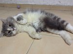 Mochacino - Persian Cat