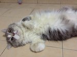 Mochacino - Persian Cat