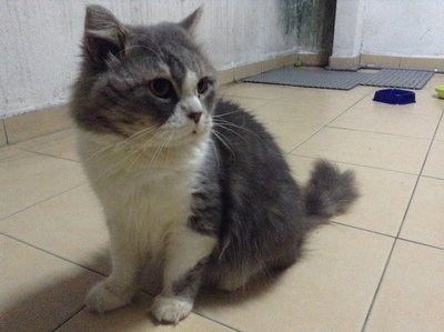 Mochacino - Persian Cat