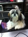 Laura Gal - Shih Tzu Dog