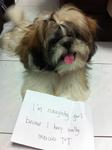 Laura Gal - Shih Tzu Dog