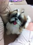 Laura Gal - Shih Tzu Dog