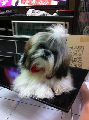 Laura Gal - Shih Tzu Dog