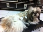 Laura Gal - Shih Tzu Dog