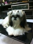 Laura Gal - Shih Tzu Dog