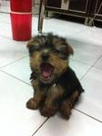 Mercier Mm - Yorkshire Terrier Yorkie Dog