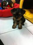 Mercier Mm - Yorkshire Terrier Yorkie Dog