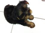 Mercier Mm - Yorkshire Terrier Yorkie Dog