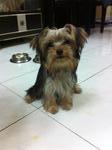 Mercier Mm - Yorkshire Terrier Yorkie Dog