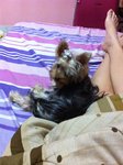 Mercier Mm - Yorkshire Terrier Yorkie Dog