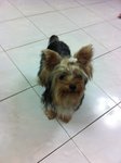 Mercier Mm - Yorkshire Terrier Yorkie Dog