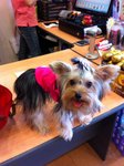 Mercier Mm - Yorkshire Terrier Yorkie Dog