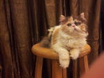 Flat Face Persian Kitten - Calico F - Persian Cat