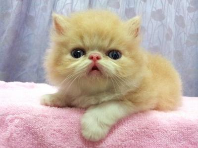 Flat Face Persian Kitten Creamwhite - Persian Cat