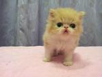 Flat Face Persian Kitten Creamwhite - Persian Cat