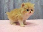 Flat Face Persian Kitten Creamwhite - Persian Cat