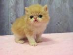 Flat Face Persian Kitten Creamwhite - Persian Cat