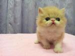 Flat Face Persian Kitten Creamwhite - Persian Cat