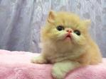 Flat Face Persian Kitten Creamwhite - Persian Cat