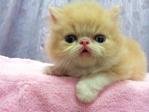 Flat Face Persian Kitten Creamwhite - Persian Cat