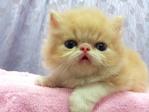 Flat Face Persian Kitten Creamwhite - Persian Cat