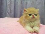 Flat Face Persian Kitten Creamwhite - Persian Cat