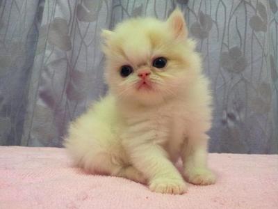 Flat Face Persian Kitten Van White - Persian Cat