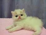 Flat Face Persian Kitten Van White - Persian Cat