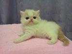 Flat Face Persian Kitten Van White - Persian Cat