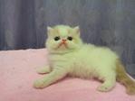 Flat Face Persian Kitten Van White - Persian Cat