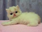 Flat Face Persian Kitten Van White - Persian Cat