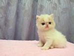 Flat Face Persian Kitten Van White - Persian Cat