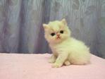 Flat Face Persian Kitten Van White - Persian Cat