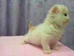 Flat Face Persian Kitten Van White - Persian Cat