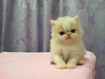 Flat Face Persian Kitten Van White - Persian Cat