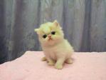 Flat Face Persian Kitten Van White - Persian Cat