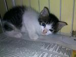 Nemo - Domestic Medium Hair Cat