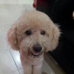 Fei Fei - Poodle Dog