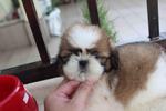 Adorable Quality Shih Tzu Puppy - Shih Tzu Dog